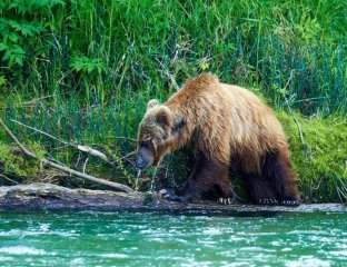 ВайлдКамТурс