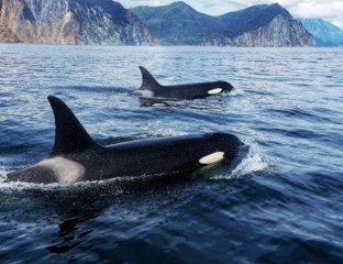 Местечко Камчатка