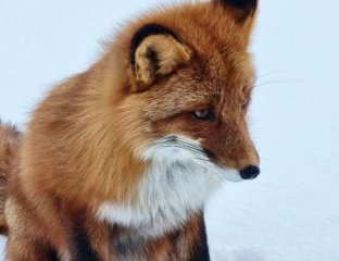 Удивительные приключения