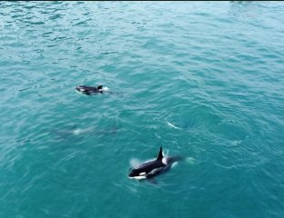 Уйти в море