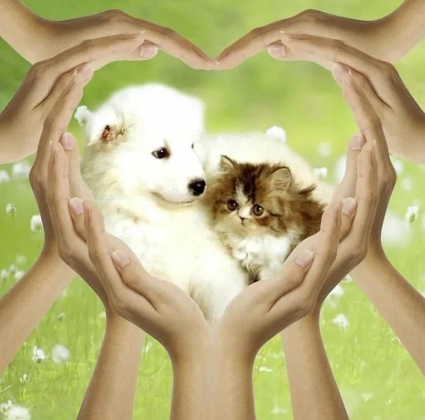 ЗооПомощь: японское качество заботы о сахалинских питомцах